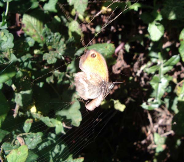 A Gatekeeper ensnared in a spider's web