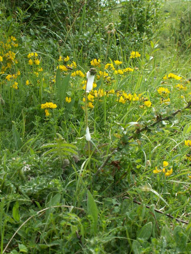 Cuckoo Spit (Click on the image for a close-up view)