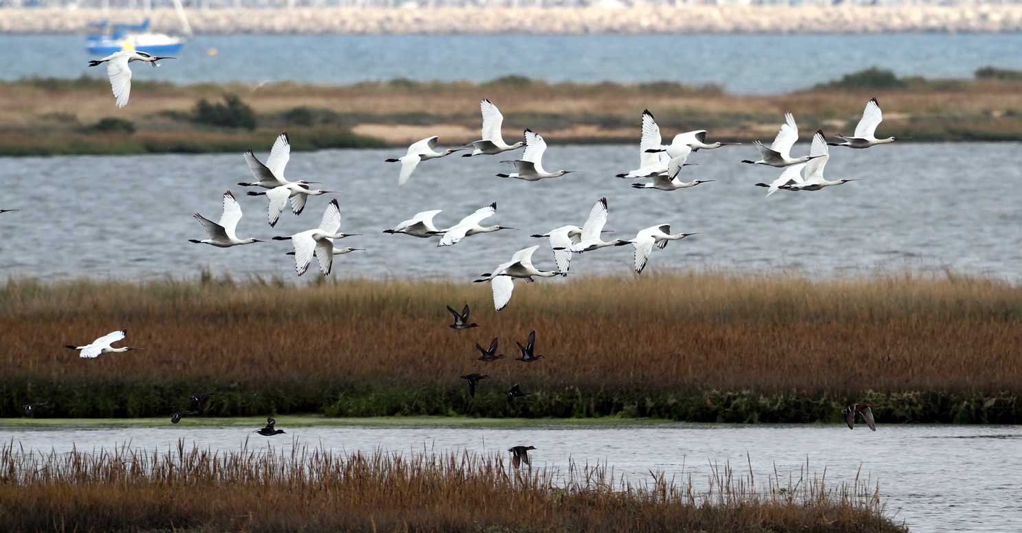 22 Spoonbills out of a flock of 31 (Photograph by John Dixon)