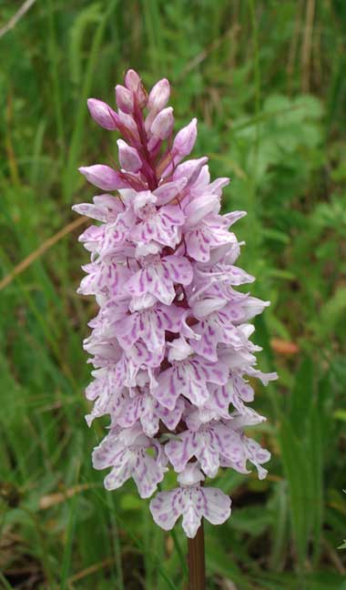 Spotted Orchid