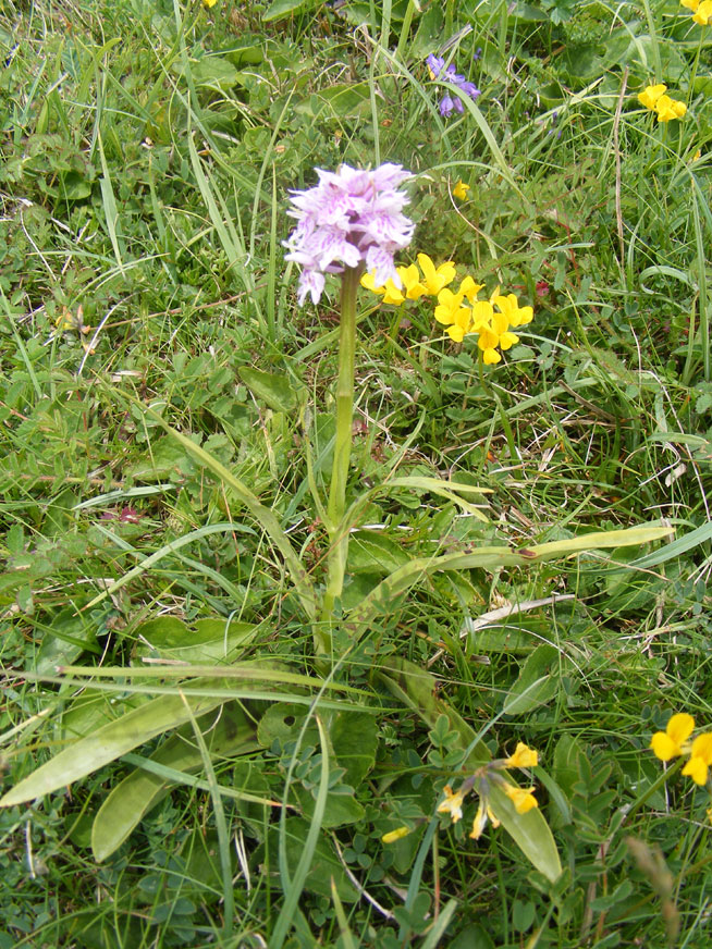 Common Spotted Orchid