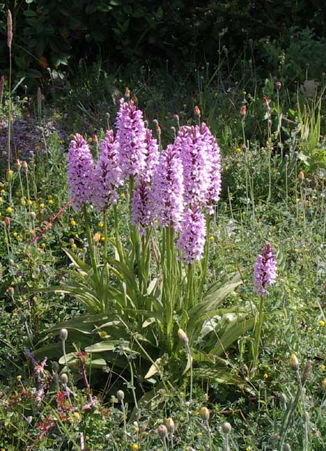 Spotted Orchids