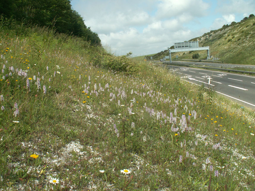 Spotted Orchids (Location shot)