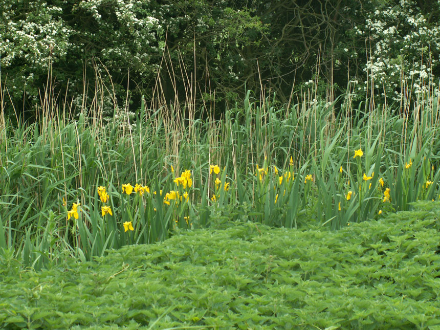 Yellow Iris and Stinging Nettles on Spring Dyke