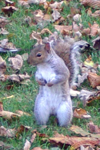 Grey Squirrel in St. Mary de Haura churchyard, New Shoreham