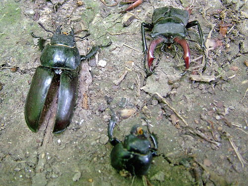 Stag Beetle remains (Photograph by Andy Horton)