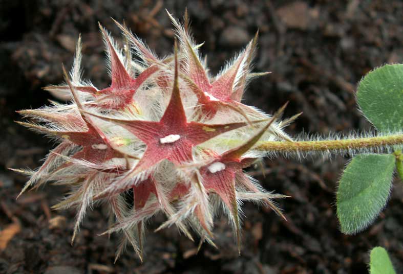 Starry Clover (2006, from a tub in my garden)