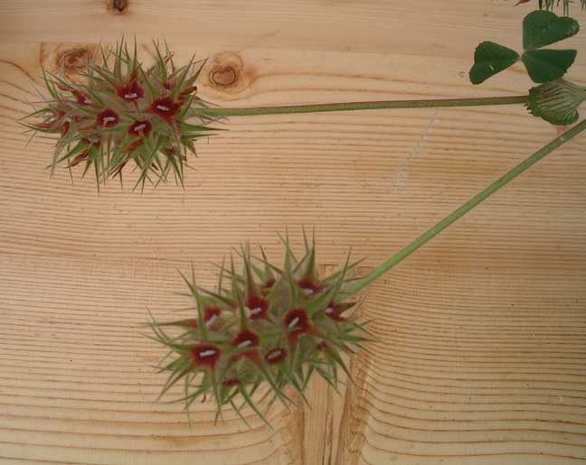 Starry Clover showing the leaves