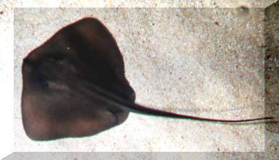 Sting Ray