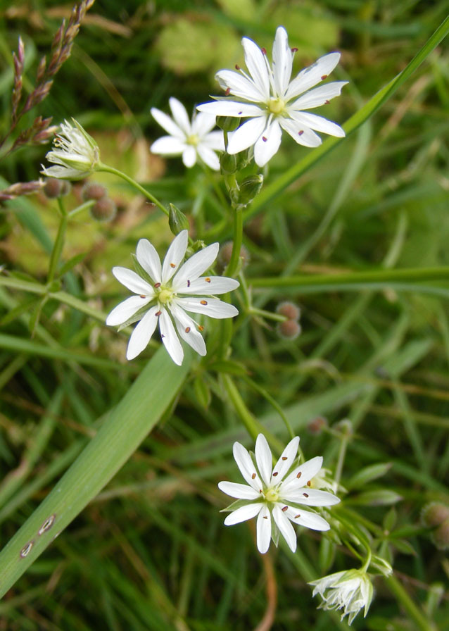 Lesser Stitchwort