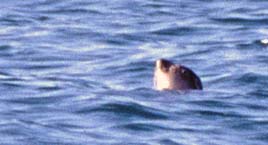 Shoreham Seal (Photograph by Paul Parsons)