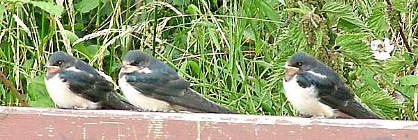 Young Swallows (Photograph by Ray Hamblett)