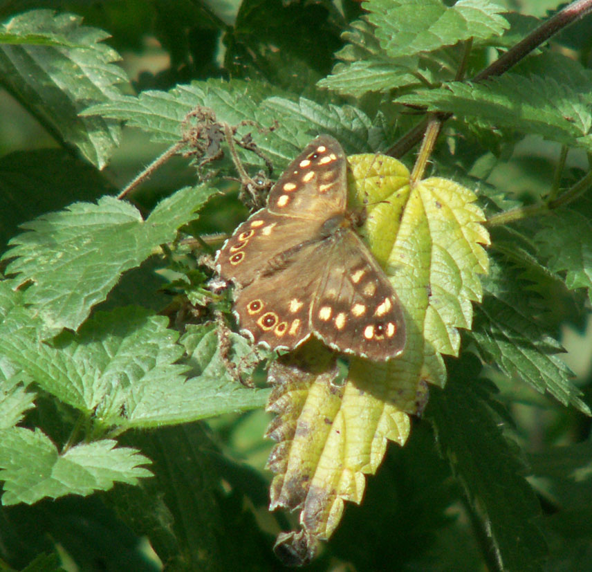 Speckled Wood Butterfly