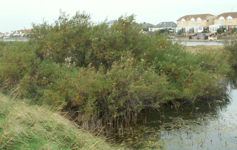 The birdwatchers said that the Water Rail was hiding under this Tamarisk