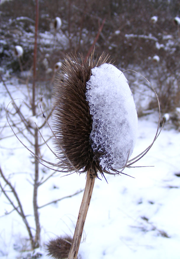 Teasel