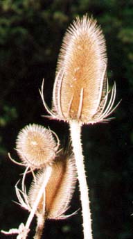 Teasel (Photograph by Andy Horton)