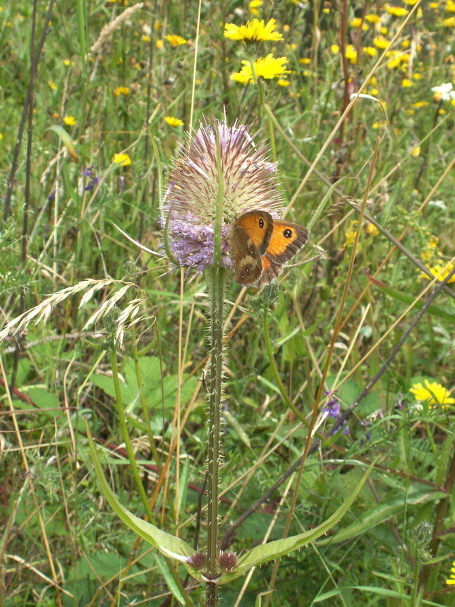 Gatekeeper Butterfly on Teasel