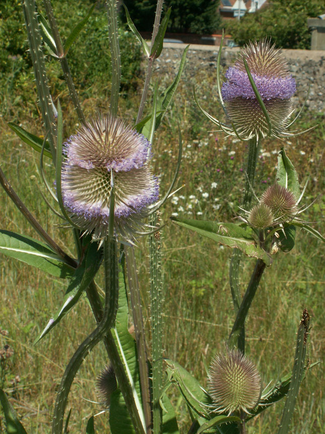 Teasels