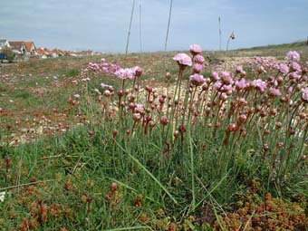 Sea Thrift  (Photograph by Ray Hamblett)