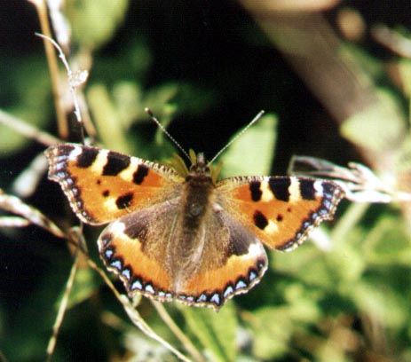 Small Tortoiseshell (Photograph by Andy Horton)