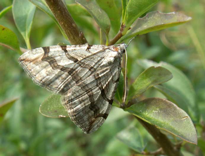 Treble-bar Moth