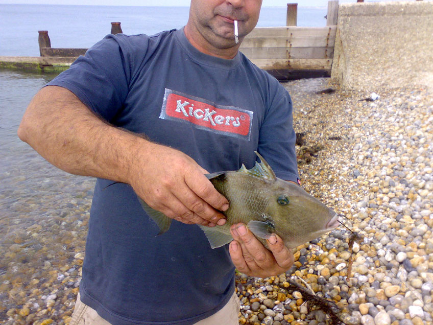 Triggerfish (Photograph by Ben Sharman)