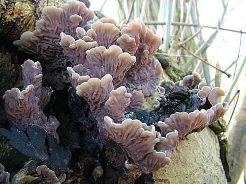 Tripe Fungus (Photograph by Ray Hamblett)