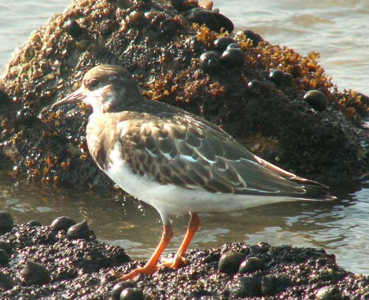 Turnstone