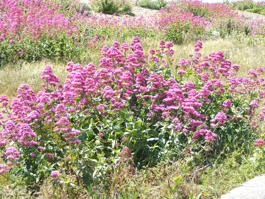 Red Valerian and Sea Kale on Shoreham Beach