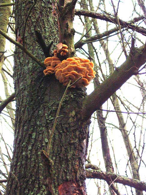 Flammulina velutipes (Photograph by Andy Horton)