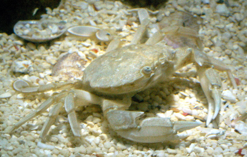 Vernal Crab