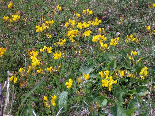 Horseshoe Vetch (Photograph by Andy Horton)