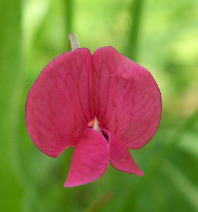 Grass Vetchling