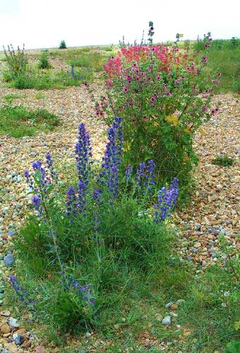 Viper's Bugloss (blue) with Tree Mallow (Photograph by Andy Horton)