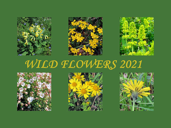 Adur Wild Flowers 2021