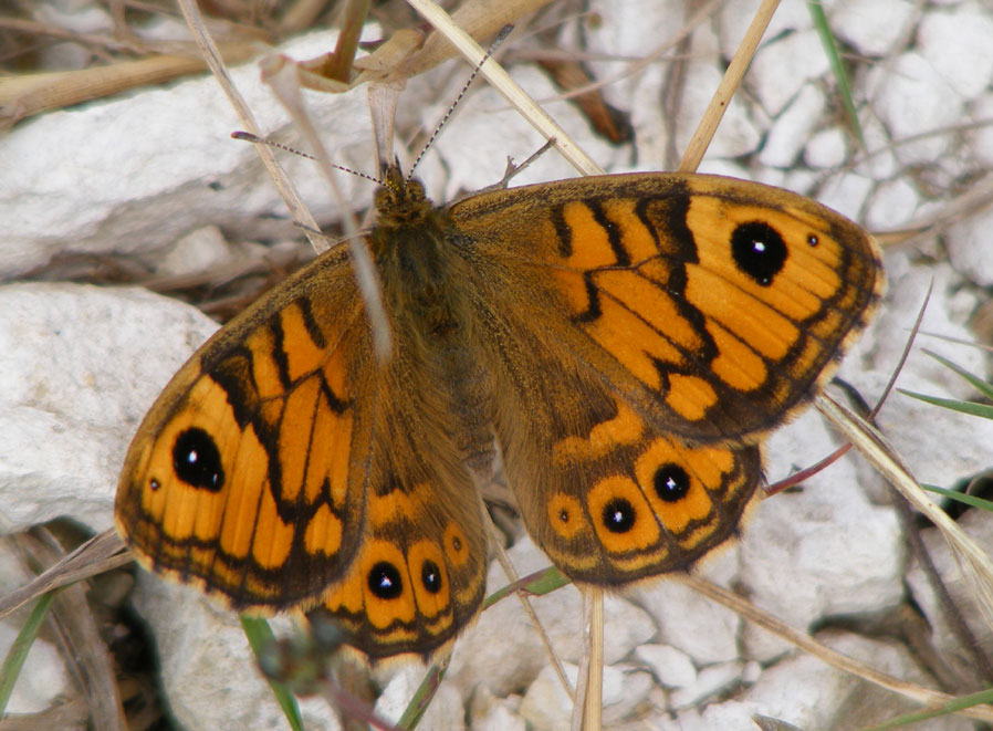 Wall Butterfly at New Erringham