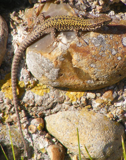 Wall Lizard