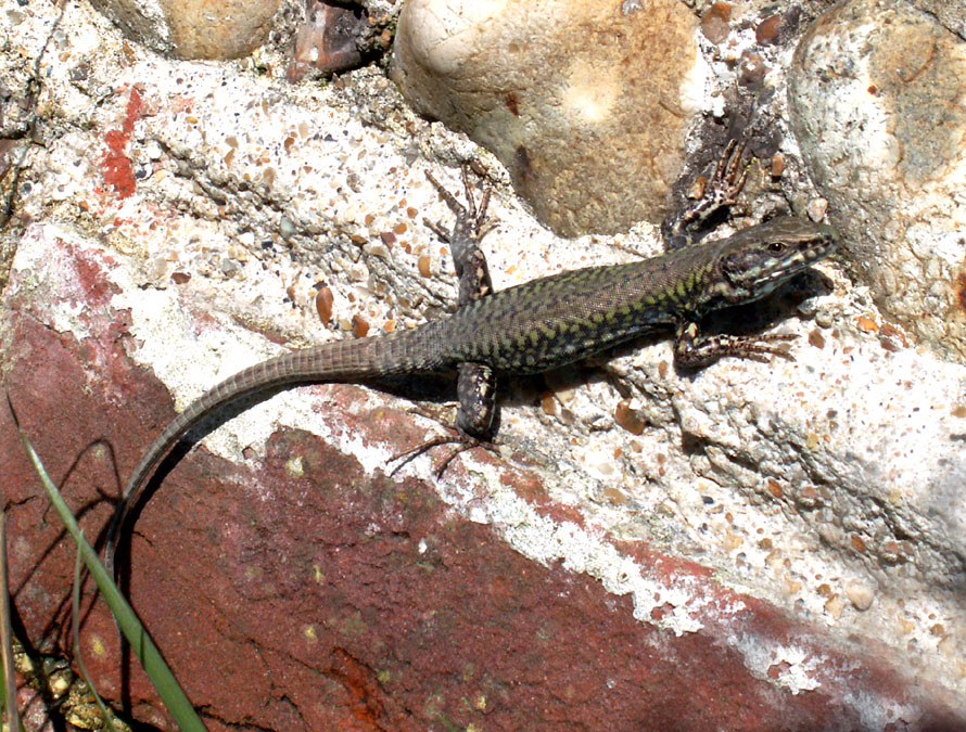 Wall Lizard