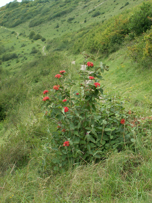 Wayfaring Tree