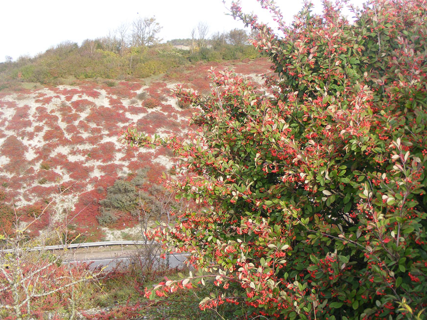 Cotoneaster & Wayfaring