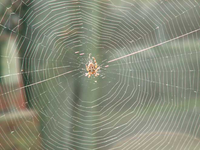 Web of the Garden Orb Spider, Araneus diadematus