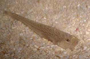 Lesser Weever (juvenile fish) Photograph by Ray Hamblett