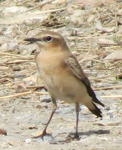 Wheatear