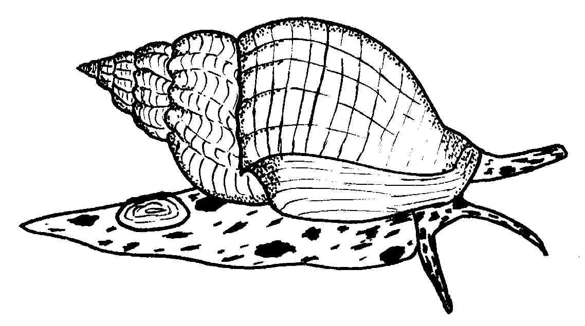 A Whelk