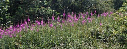 Rosebay Willowherb