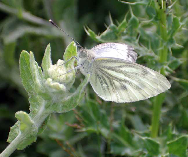 Green-veined White (Photographs by Andy Horton)