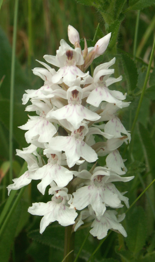 Common Spotted Orchid (whiter pale version)