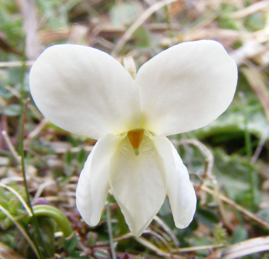 Sweet Violet (white variety)