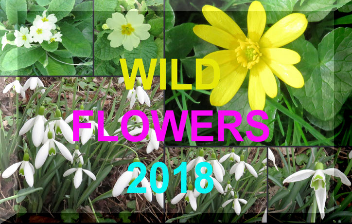 Wild Flowers 2018