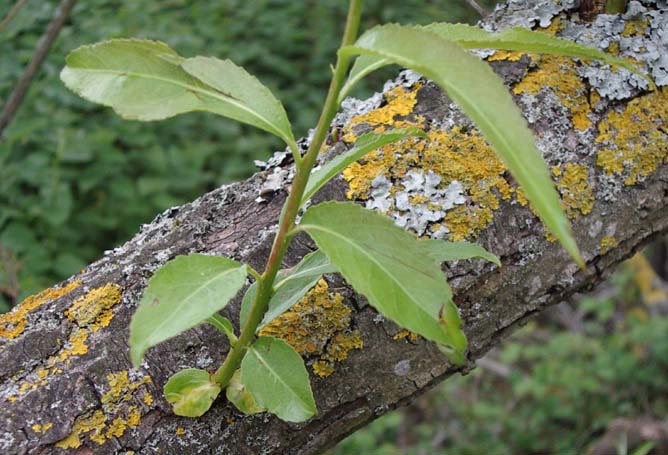 Lichens on a Willow (or Withy) Tree in the Withy Patch